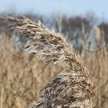 Seevilla Wietjes Whg 7 Baltrum