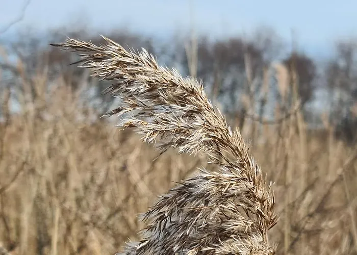 Seevilla Wietjes Whg 7 Baltrum
